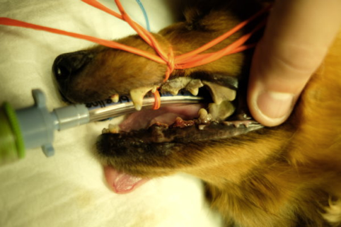 歯科処置のご報告とご案内 犬猫医療センター笠松動物病院