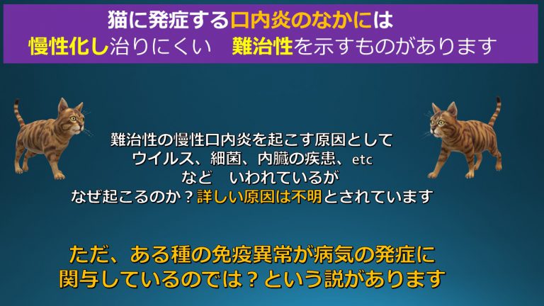 猫慢性口内炎とは？！ u2013 犬猫医療センター笠松動物病院