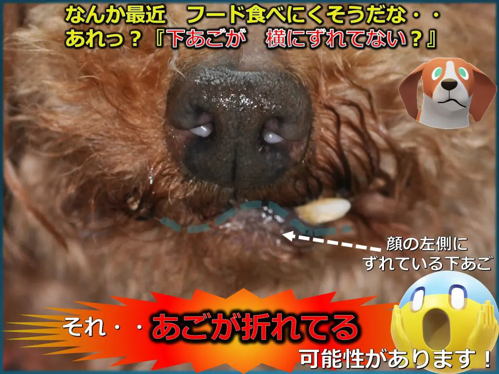 歯科 犬猫医療センター笠松動物病院