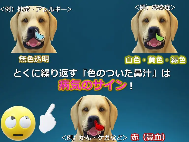 撮影プチポイント☆広角側のレンズ効果を利用してワンちゃんの愛