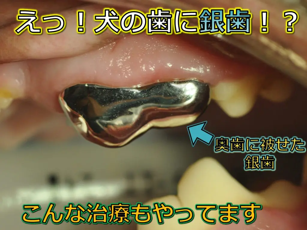 虫歯 犬猫医療センター笠松動物病院