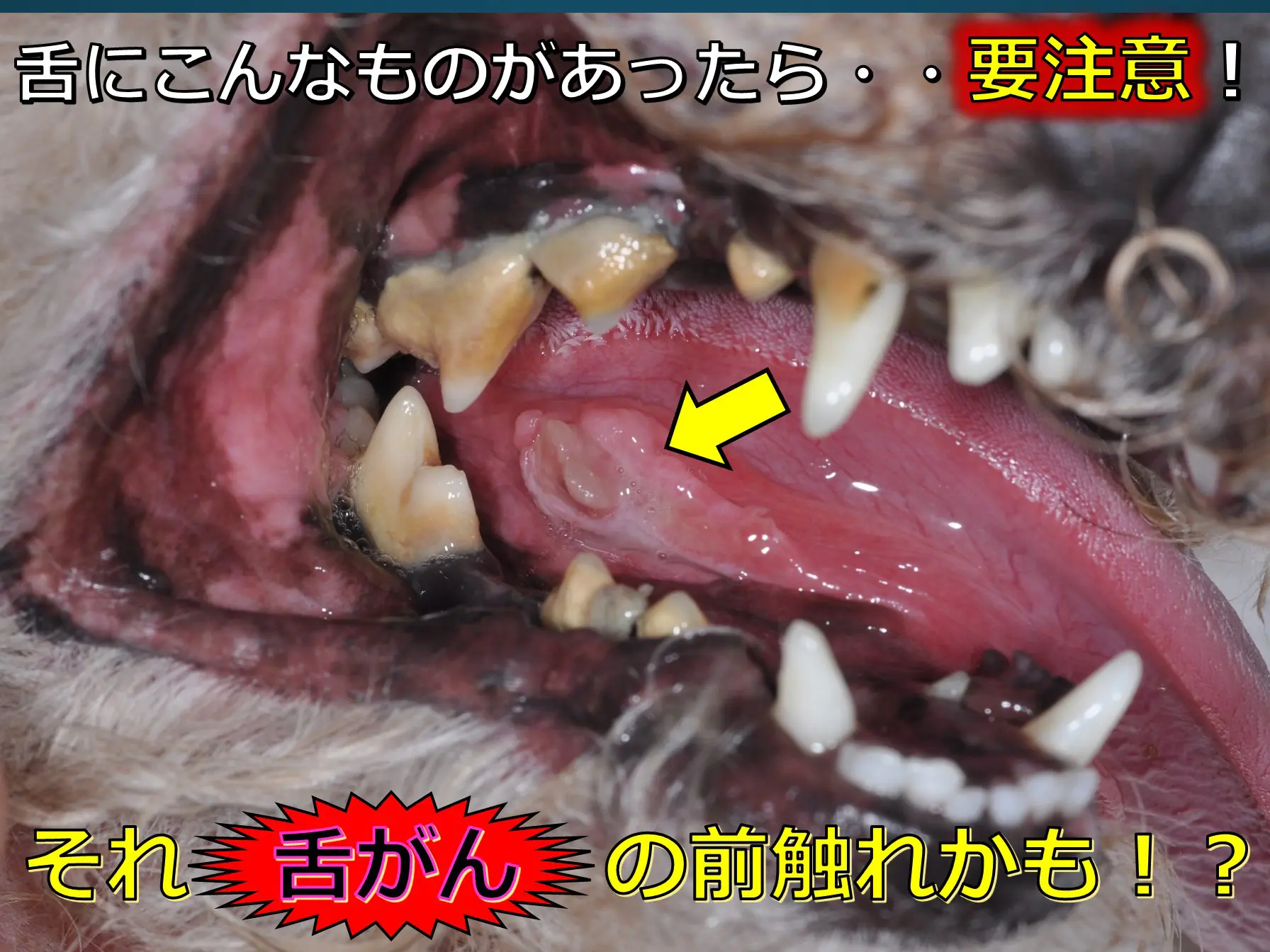 舌がんの前触れ – 犬猫医療センター笠松動物病院