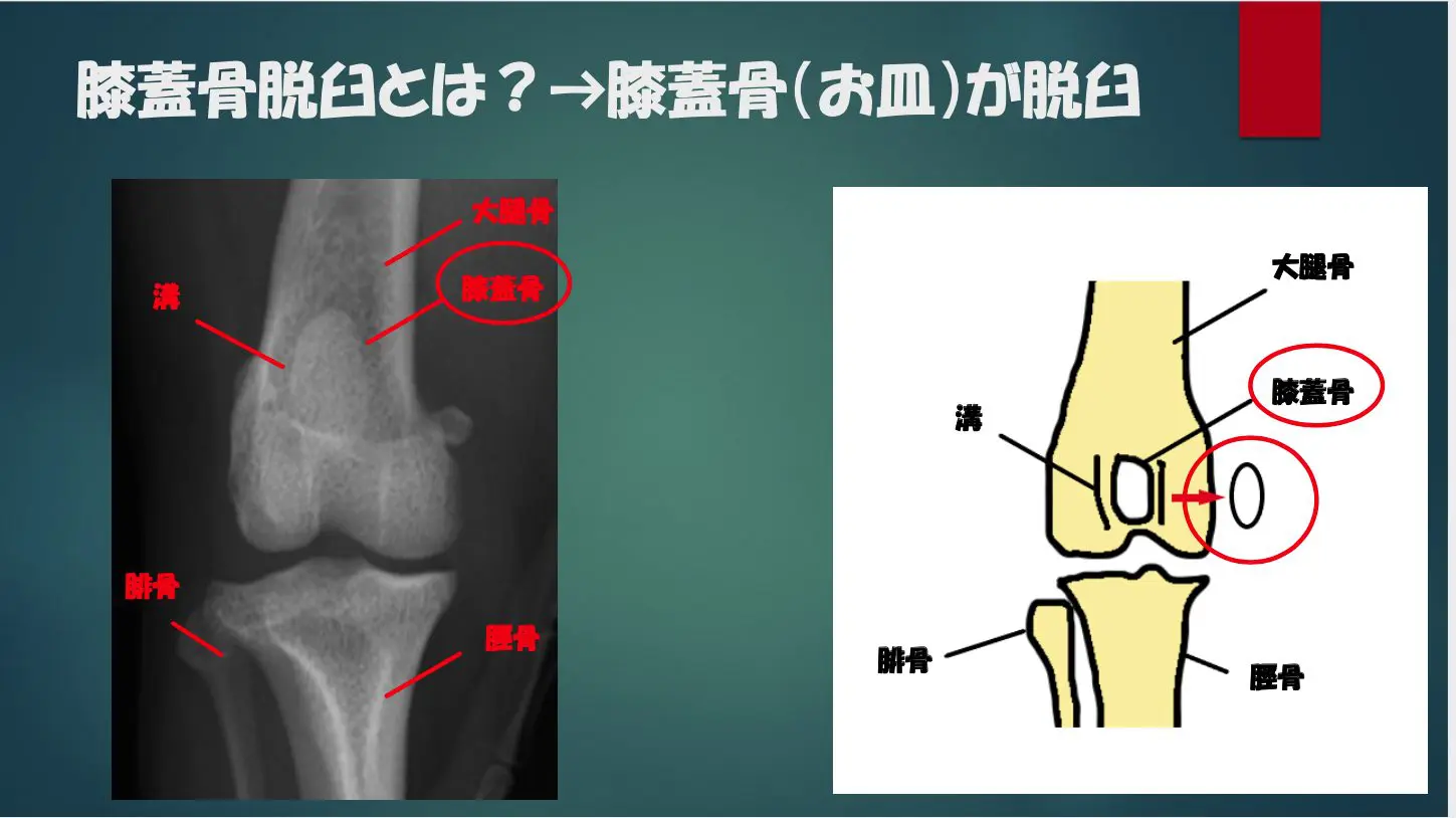 【裁断済み】いざという時に役立つ! 犬と猫の骨折・脱臼の初期対応 いざという時に役立つ！ 犬と猫の骨折・脱臼の初期対応 株式会社