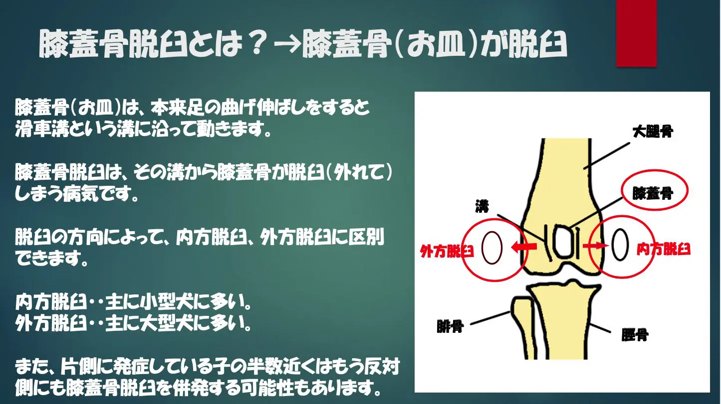 犬の膝蓋骨脱臼 （膝のお皿の脱臼） – 犬猫医療センター笠松動物病院