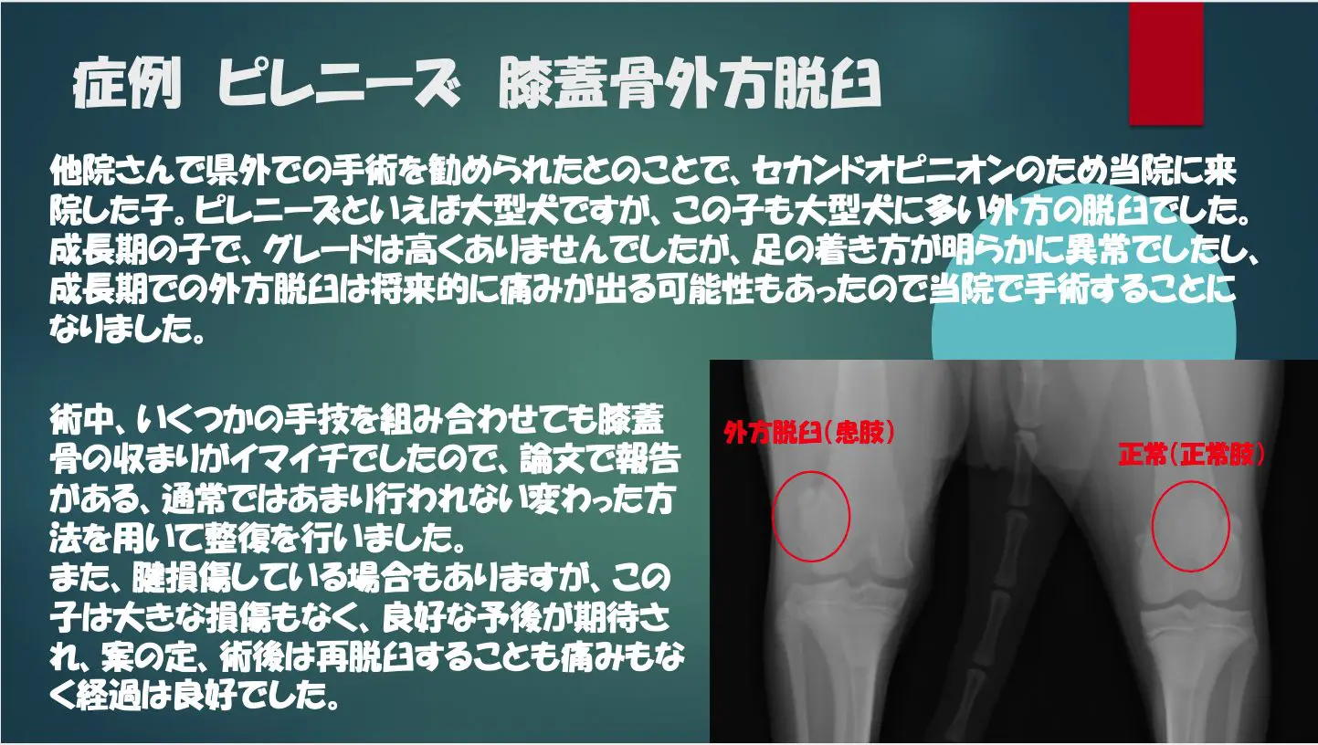 犬の膝蓋骨脱臼 （膝のお皿の脱臼） – 犬猫医療センター笠松動物病院